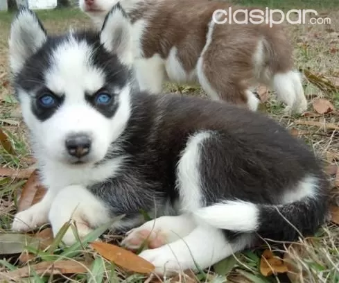 Cachorros Husky Siberianos En Varios Colores Super Puros 58716 Clasipar Com En Paraguay