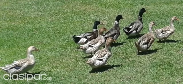 Vendo Patos Marruecos 771083 Clasipar Com En Paraguay